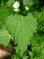 DSCN0808.jpg