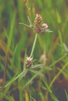 Trifolium_striatum.jpg
