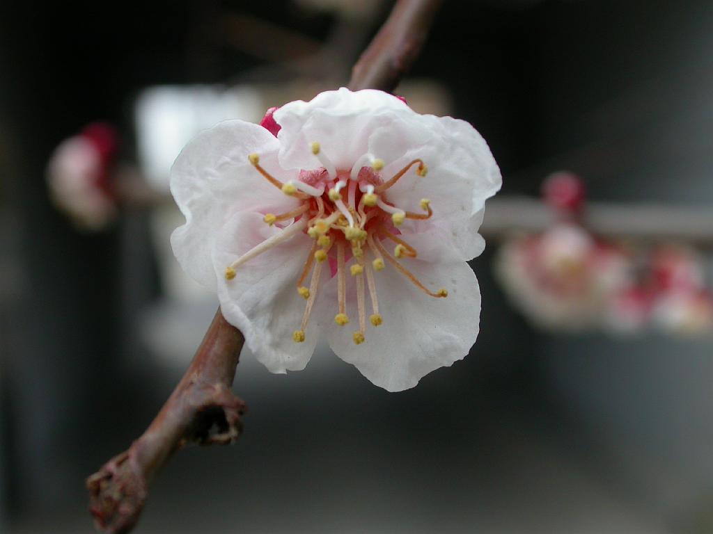 dscn0022