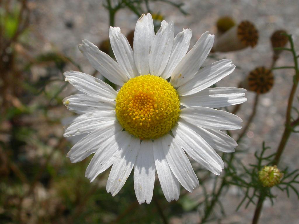 dscn0914