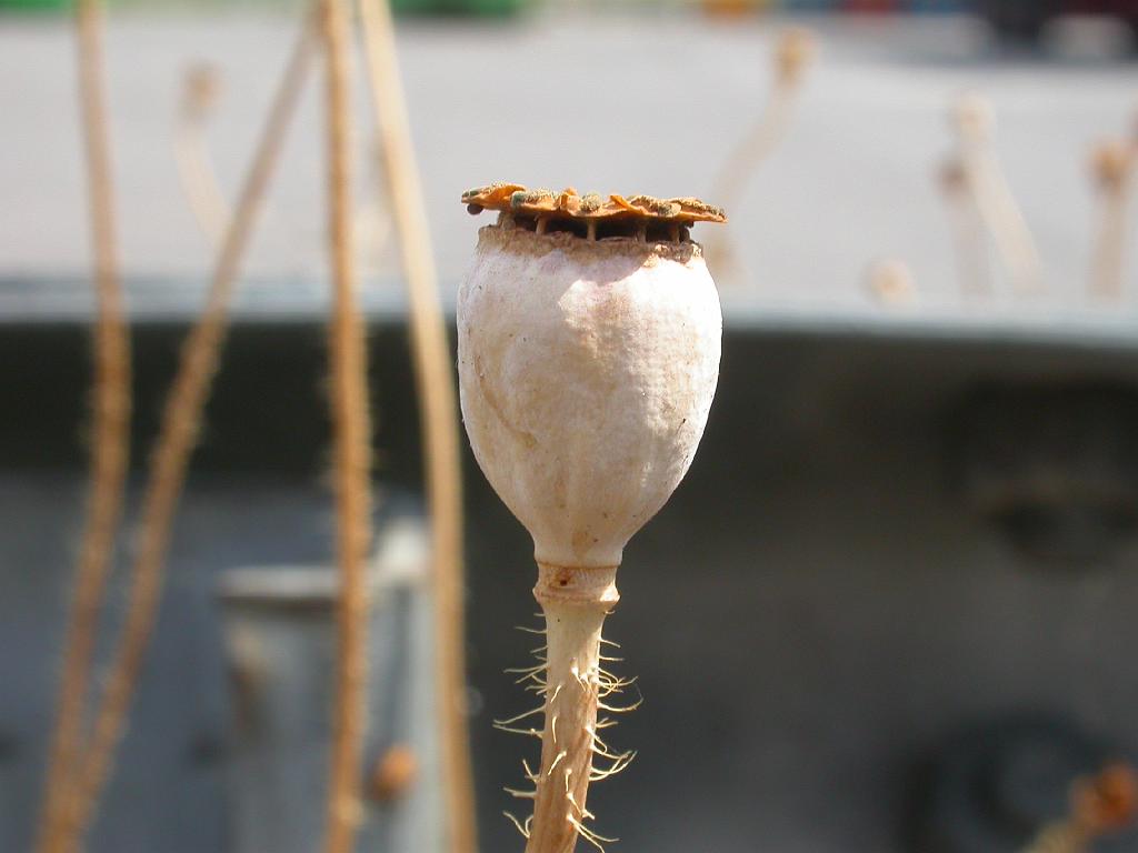 dscn0917