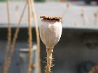 dscn0917
