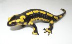 salamandre3.jpg