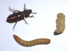 DSCN4218.jpg
