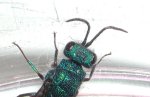 chrysis2.jpg