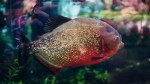 piranha.jpg